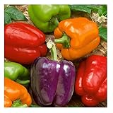 David's Garden Seeds Pepper Bell Rainbow Blend SL1325 (Multi) 50 Non-GMO, Heirloom Seeds