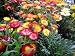 Flower Strawflower Swiss Giant Mix DGS214BVC (Multi Color) 1000 Open Pollinated Seeds by David's Garden Seeds