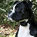 Educator BP-504 Bark-less Pro No Bark Collar Anti-Bark Control for Small and Large Dogsthumb 3