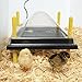 Premier 1 Chick Heating Plate Kit with Adjustable Legs | Includes Anti-Perch Cover | 10