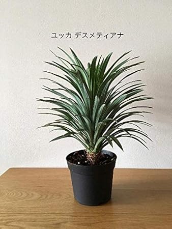 Amazon プランツネット Plants Net 観葉植物 ユッカ ディスメディアナ 5号 K 3入 プール 屋外サウナ