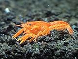 1 ORANGE CPO Dwarf Mexican Crayfish/Mini Lobster (Cambarellus patzcuarensis) - 1/2 Inch to 1 1/2 Inches by Aquatic Arts