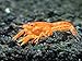 Aquatic Arts 1 ORANGE CPO Dwarf Mexican Crayfish/Mini Lobster (Cambarellus patzcuarensis) - 1/2 Inch to 1 1/2 Inches