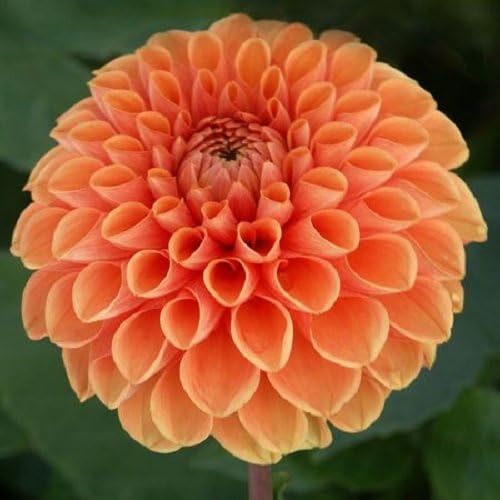 National Dahlia Collection Dahlia Sylvia Tuber x1, Orange, 20 x 22 x 3 cm