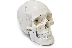 Wellden Medical Anatomical Human Skull Model, 3-part, Numbered, Life Size
