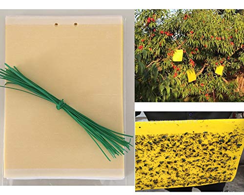 Bao Sheng@ [20 Pcs Dual-Sided Yellow Sticky Traps for Flying Plant Insect Like Fungus Gnats