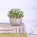 HC STAR Artificial Plant Potted Mini Fake Plant Decorative Lifelike Flower Green Plants