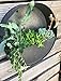 Round Hanging Wall Vase Planter for Succulents or Herbs – Beautiful Wall Decor for Air Plants, Faux Plants, Cacti and More, Dark Zinc Color – in Gift Boxthumb 2