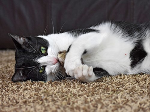 6 OurPets+Play+N+Squeak+Twice+Mice+Cat