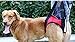 Dogs Lift Harness - Dogs Lift Support Rehabilitation Harness Helping Support for Elderly or Arthritis Dogs (REAR-L, Red)