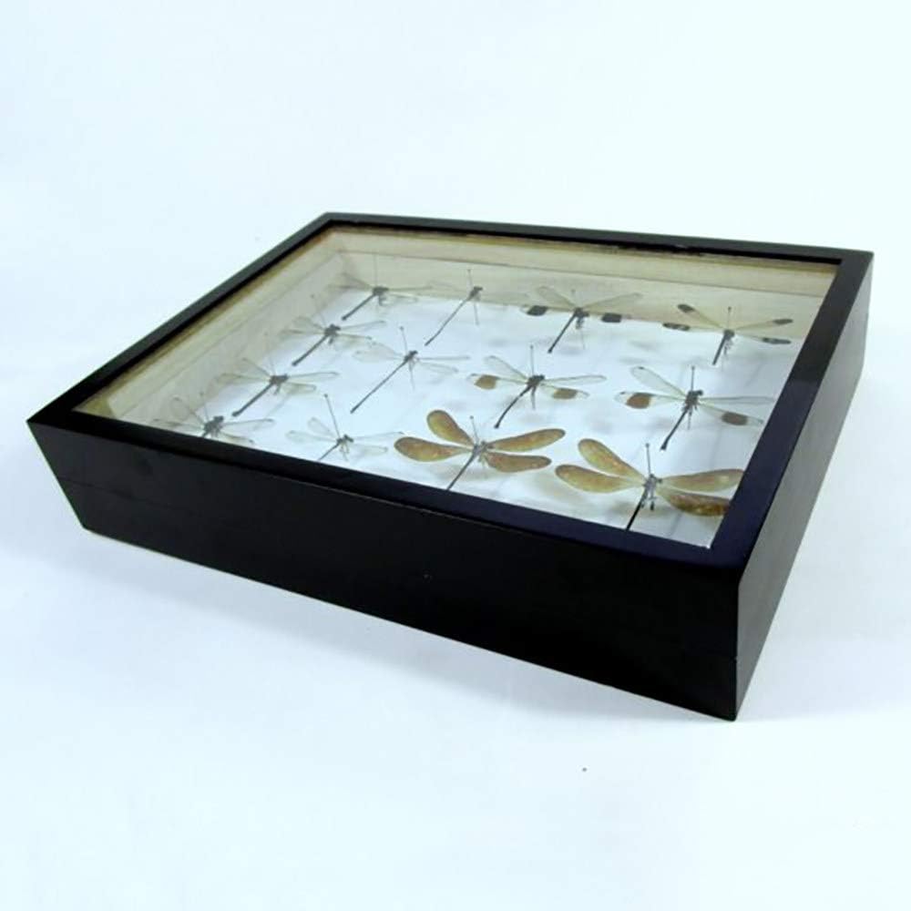 YXFYXF Elm Insect Specimen Wood Box Collection, Display Insect Butterflies Medals Flower Display Case Organizer Storing Tool Case -Black Paint