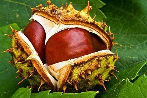 1 Plant of Horse-Chestnut (Aesculus Hippocastanum) 1-2 Year Old Plant 6-12 Inches Tall M2