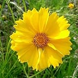 David's Garden Seeds Flower Coreopsis Lance Leaf