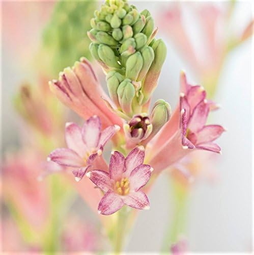 Mytree Pink Tuberose Cinderella, 5 Bulbs - Luscious Fragrance