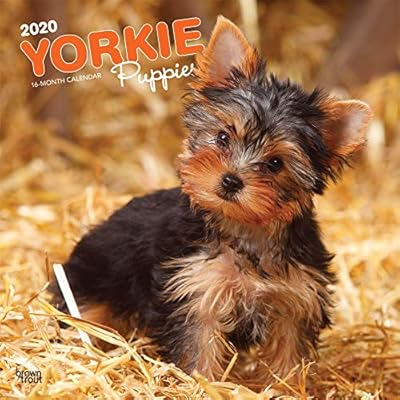 looking to buy a yorkie puppy