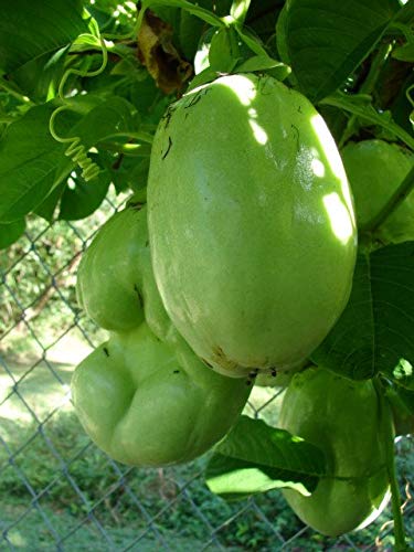 Haritham Rare Giant Granadilla Passiflora Quadrangularis Akasha Vellari Medicinal Tropical Fruit Plant 1 Healthy Seedling Plant Amazon In Garden Outdoors