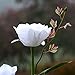 Homeleo Solar Powered Garden Flower Lights Outdoor, Waterproof Artificial Rose Decorative Lights for Christmas Garden Backyard Patio Pathway Front Yard Decoration- White