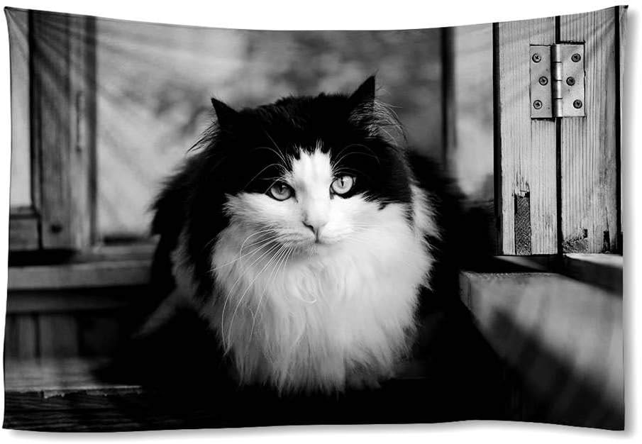 Amazon Com Cu Rong Beautiful Black White Cat Home Art Decor