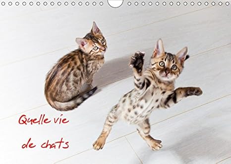 Amazoncom Quelle Vie De Chats 2019 Chats Et Chatons
