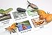 Montessori Butterfly Life Cycle Animal Match Cards and Figurines. Nomenclature Science Work Teaching