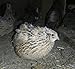 Jumbo Brown Coturnix, Jumbo Texas,tibetan Quail 24+ Hatching Eggs Pluss 5 Free