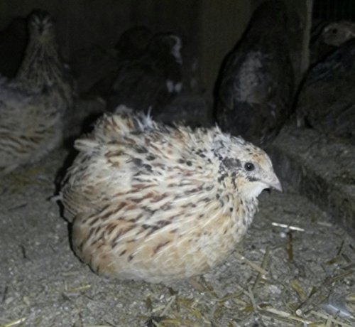 Jumbo Brown Coturnix, Jumbo Texas,tibetan Quail 24+ Hatching Eggs Pluss