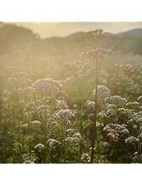 Gaia Herbs raíz de valeriana, 60 líquido phyto-capsulas, 60, 1, 1