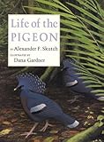 Life of the Pigeon