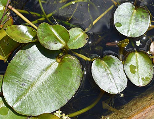 POND PLANT, WATER POPPY. (3 live plants) - Thumbnail 2