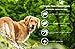 Adventure Plus (4-pack) LARGE DOG (21-55 lbs)