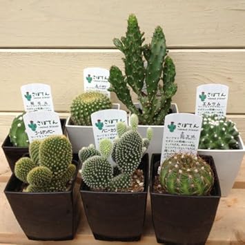 すべての美しい花の画像 ユニークミニ サボテン 種類