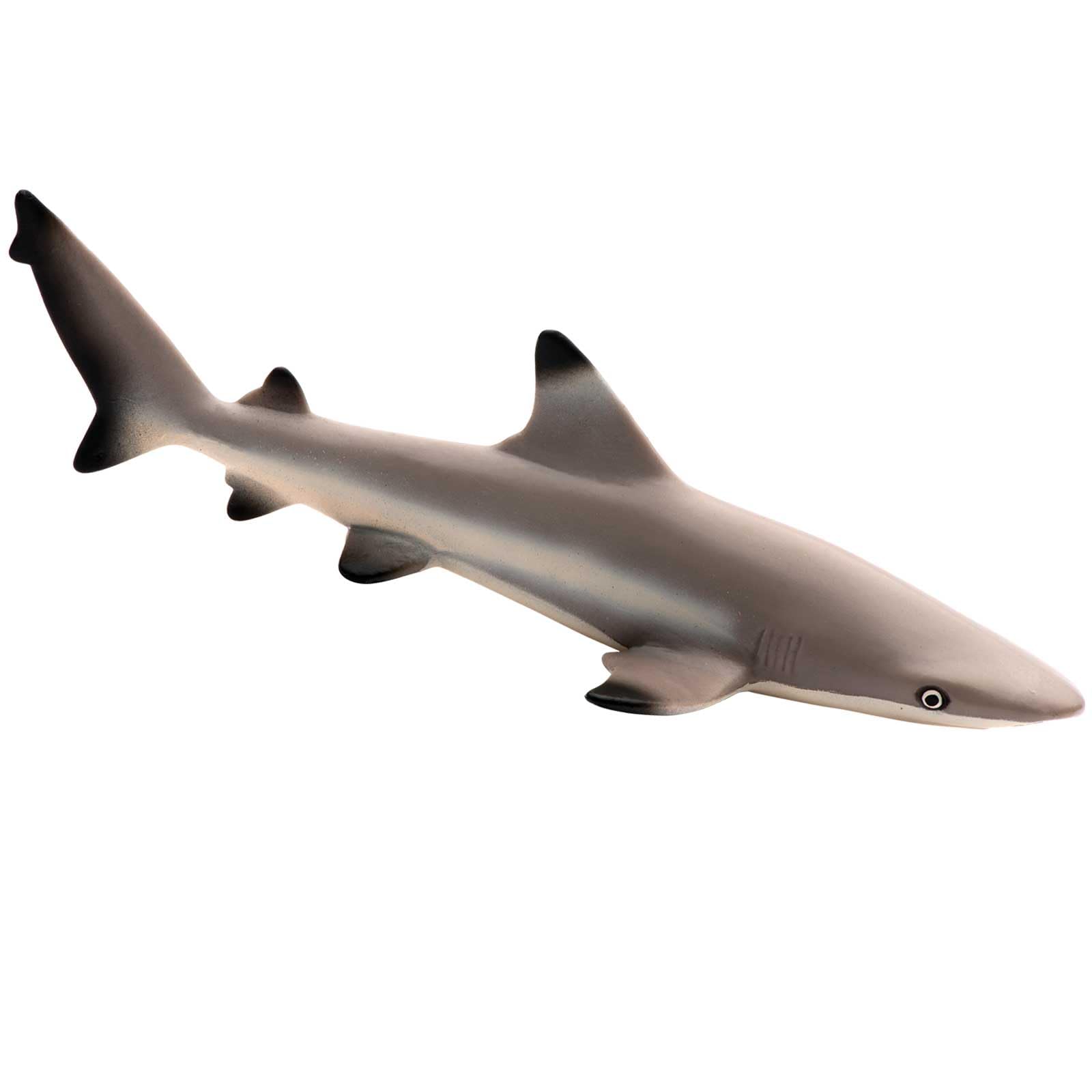 Blacktip Reef Shark by Safari