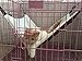 UsefulThingy Cat Hammock. Also for Ferret, Rat, Chinchilla, Rabbit, Small Dogs or Other Pet. Easy to Attach to a Cage. 3 Designs: Tiger