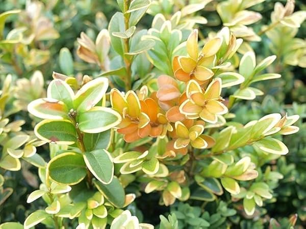 TOPBUXUS BOXWOOD TURBO GROW – PROFESSIONAL BOXWOOD FERTILIZER – 10 LBS. FOR 1,000 SQ. FT.