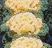 Nagoya Flowering White Kale 25 Seeds - Annual