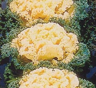 Nagoya Flowering White Kale 25 Seeds - Annual Nagoya Flowering White Kale 25 Seeds - Annual