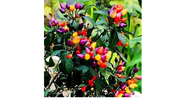 AGROBITS - 50 pimientos orgánicos para jardín: Amazon.es: Jardín