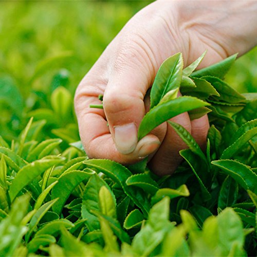 250g (0.55LB)ölgeschnittener schwarzer Oolong-Tee China--Verlust-Tee Schaber-Cellulite-Weiß werden Schönheits-Oolong-Tee… – Bild 8