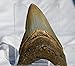 REAL Large Megalodon Shark Teeth from North Carolina 3.6