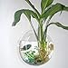 Kathson Home Decoration Pot Wall Hanging Mount Bubble Aquarium Bowl Fish Tank Aquarium