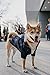 Navy Blue Zip Up Dog Raincoat with Reflective Buttons, Pockets, Rain/Water Resistant, Adjustable Drawstring, & Removable Hood - Size XS to XXL Available - Stylish Premium Dog Raincoats by Ellie (M)