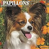 Just Papillons 2020 Wall Calendar (Dog Breed Calendar) by 