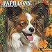 Just Papillons 2020 Wall Calendar (Dog Breed Calendar) by 