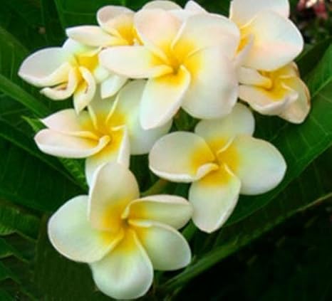 Amazon プルメリア盆栽タイ接ぎ木プルメリア苗木観葉植物花苗多肉植物plumeria Rubra Grafted Plant Bonsaino258 Snow White 1 観葉植物 オンライン通販