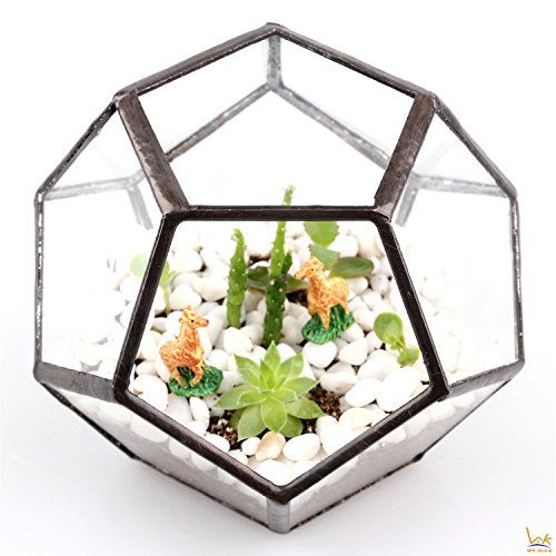 WK Home Glass Terrarium Pentagon, Black Regular Geometric Container Sphere Terrarium Desktop Planter for Air Plants