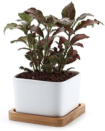 T4U 8.5CM Ceramic White Square NO.1 Succulent Plant Pot/Cactus Plant Pot With Bamboo Tray