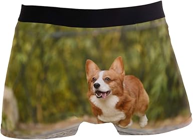 corgis in shorts