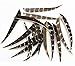 e5e10 36Pcs Natural Feather Archery Fletches Right, 5