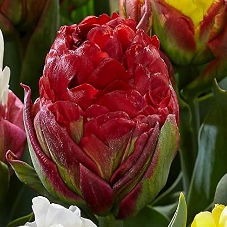 Amazon 国華園 チューリップ 球根 アイスクリームストロベリー外 2球 Diy 工具 ガーデン