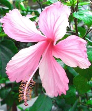 Amazon ハイビスカス ピンクバタフライ 花